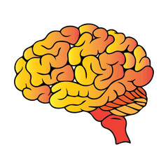Brain Illustration