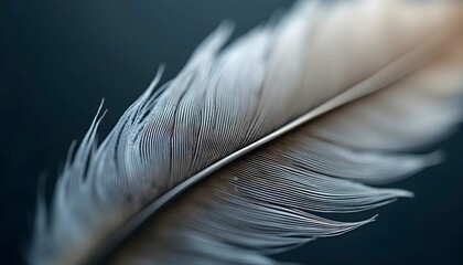 Feather Detail Macro Realistic Background