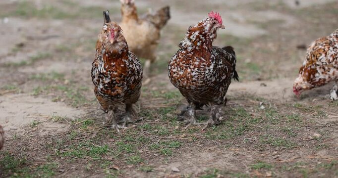 small chickens with colorful plumage on the territory of the park, colorful chickens in search of food on the territory with trampled grass