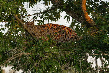 A leopard sleeping up in a tree between the green foliage at sunrise, Greater Kruger. 