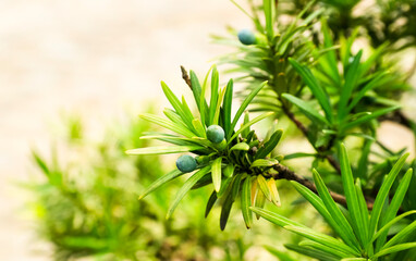 green grass in the garden
