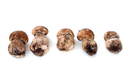 Boletus edulis in studio