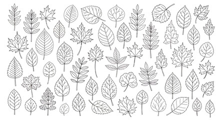 Detailed Black and White Outlined Collection of Various Leaf Illustrations.