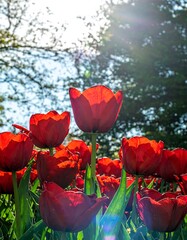 Vibrant red tulips in a sunny garden