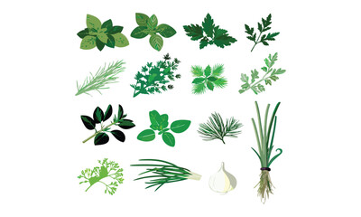 Fresh Green Herbs Illustration Collection – Basil, Parsley, Rosemary, and Aromatic Leaves