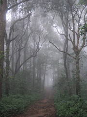 Forest with fog on mountain, Thailand.