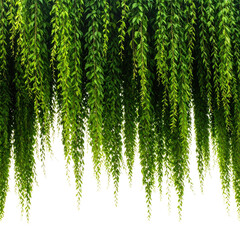 A dense curtain of cascading green foliage, rendered against a stark black background