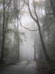 Forest with fog on mountain, Thailand.