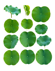 Digitally arranged green lotus pads on black background, varying shapes and sizes
