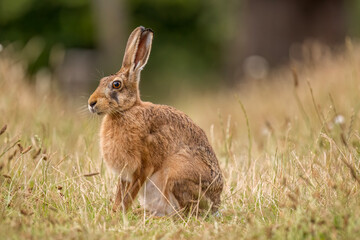 Brown hare, Lepus europaeus, on the grass in the uk in the summer