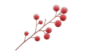 Red winter berries covered in frost on branch