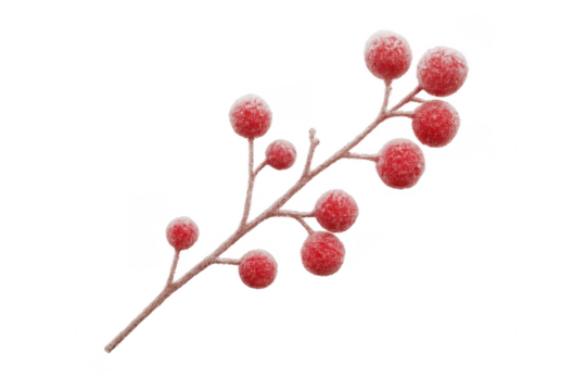 Red winter berries covered in frost on branch