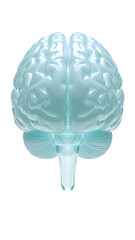 Anatomical rendering of a translucent human brain, viewed from a frontal perspective