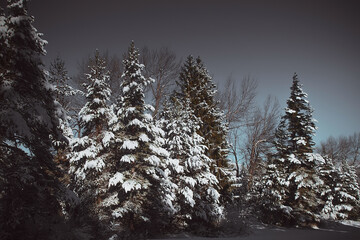 Winter golden pine trees covered by snow