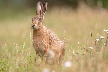 Brown hare, Lepus europaeus, on the grass in the uk in the summer