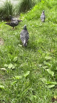 Group of pigeons walking on fresh green grass in a park during summer. Natural outdoor scene with several wild dove birds exploring their surroundings.