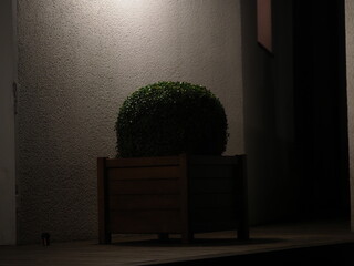boxwood spherical ornamental bush plant in a pot .night garden