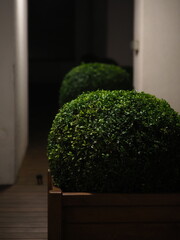 boxwood spherical ornamental bush plant in a pot .night garden