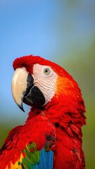 Naklejka premium Scarlet Macaw beautiful high-resolution image with vibrant colors and clarity.