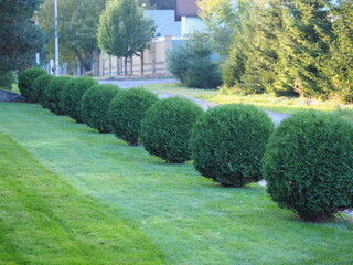boxwood bushes in wooden pots on a garden terrace