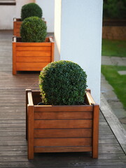 boxwood bushes in wooden pots on a garden terrace