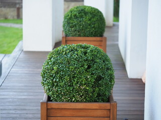 boxwood bushes trimmed into a ball shape