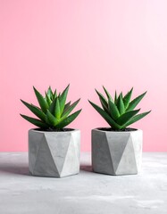 Two Succulent Plants in Geometric Pots on Pink Background.