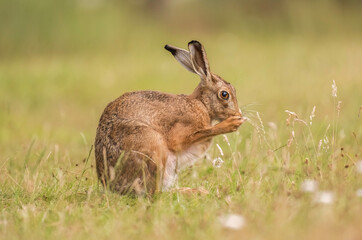 Brown hare cleaning itself on the grass in the uk in the summer