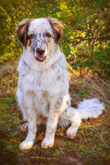 Dog sitting In the forest, close up portrait