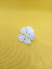 frangipani flower on wood