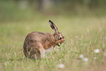 Brown hare cleaning itself on the grass in the uk in the summer
