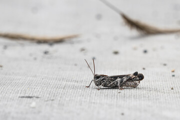 Detailed close-up of a grasshopper resting on a textured surface, showcasing insect details