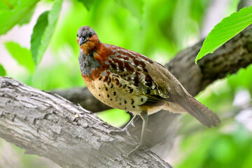 樹木上を歩くコジュケイ