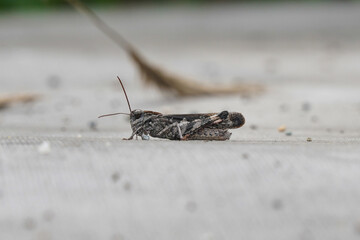 A tiny grasshopper-like insect with detailed textured body rests on a gray concrete surface, blending into its urban natural environment