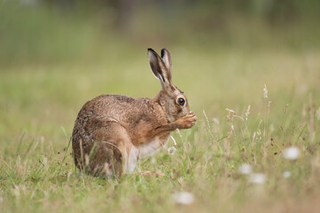 Brown hare cleaning itself on the grass in the uk in the summer