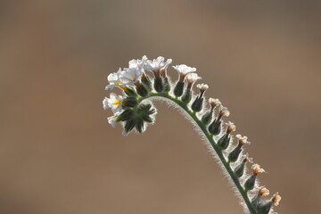 European Heliotrope (Heliotropium europaeum) – Wild Turn-sole Plant in Bloom
