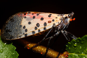 Closeup of spotted lanternfly, Lycorma delicatula.