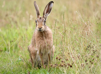 Brown hare, Lepus europaeus, on the grass in the uk in the summer