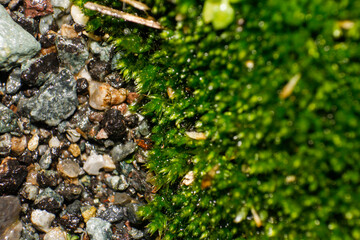 Detailed Close-Up of Moss Growing Beside Gravel
