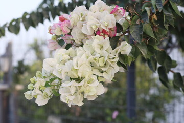 bicolor bougainvillea flowers in summer.	