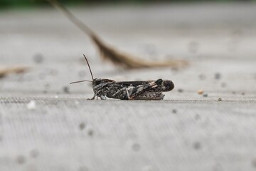 Detailed close-up of a small, textured grasshopper resting horizontally on a weathered wooden plank, highlighting its intricate camouflage and serene presence in nature's quiet moments