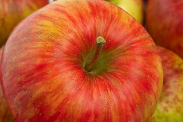 red apples on a green background