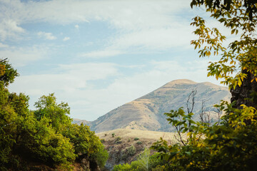 Fototapeta premium Golden hills rise behind lush green trees along a quiet road in early autumn. A peaceful and vibrant natural scene captured on a sunny day.