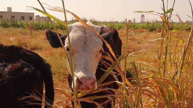 Simmental cow stands peacefully in a golden rural field among tall grass, symbolizing free-range farming, animal welfare and organic agriculture. For projects sustainable food and natural environment.