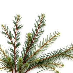 Fototapeta premium Close-up of evergreen branches on a white background.
