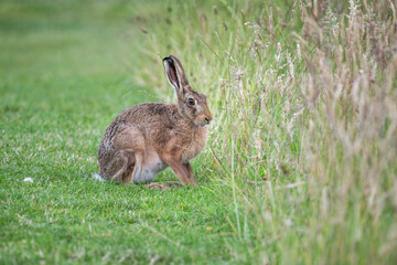 Fototapeta premium Brown hare, Lepus europaeus, on the grass in the uk in the summer
