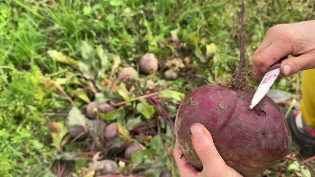 A man agronomist holding a root vegetable of beet. High quality 4k footage