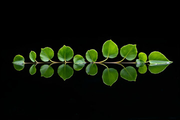 Green plant leaves reflecting over calm black water