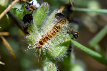 Macro close-up of a brown, hairy moth caterpillar (tent caterpillar) resting on a fuzzy green plant stem, highlighting its texture and natural environment detail.