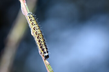 Macro view of single large white butterfly caterpillar,Pieris brassicae with distinct black spots, crawling on plant stem. detailed larva is focused against soft, dark blue and green bokeh background